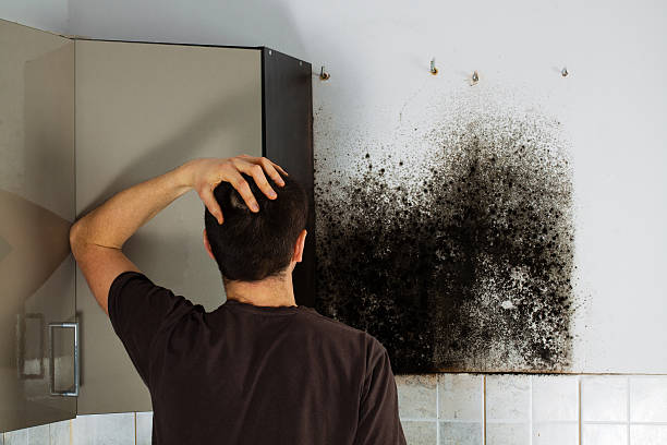 Why You Should Choose Our Mold Remediation Services in Dade City North, FL